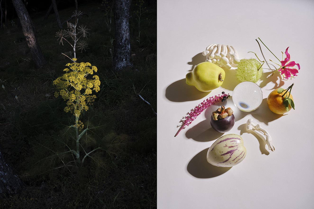 Metz Racine Still Life Photography Personal Project Nature Forrest Garden Outdoor 